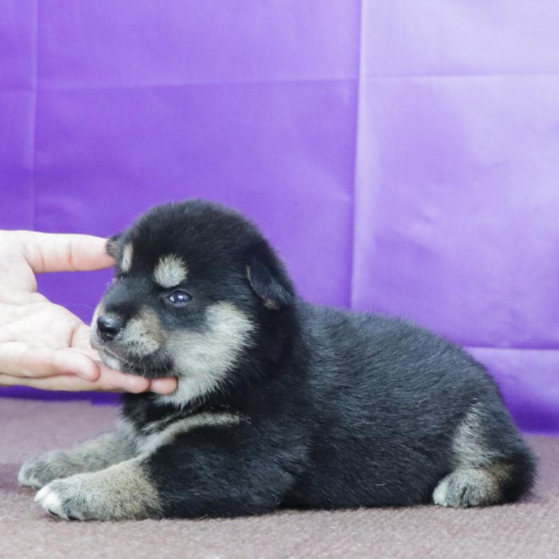 販売中の愛知県の柴犬-411851の3枚目